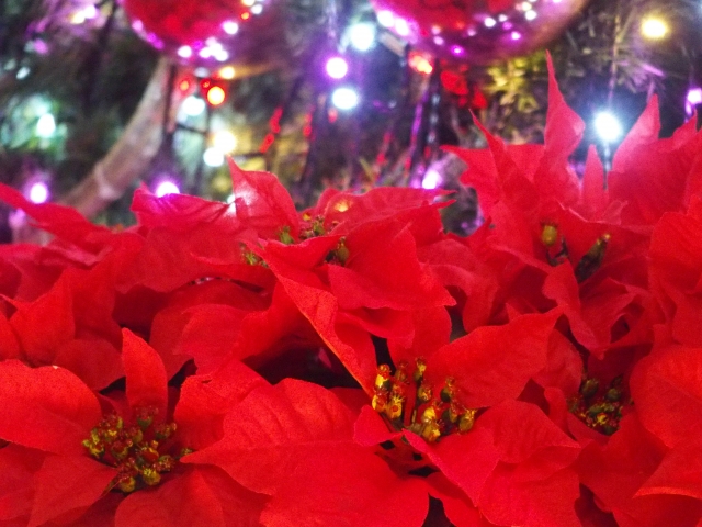 ポインセチアの花言葉 幸せを祈るはドラマから 色の種類と時期も 福来たる